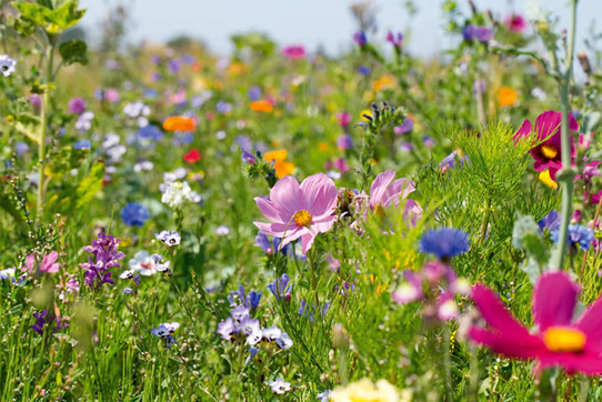 Blumenwiese